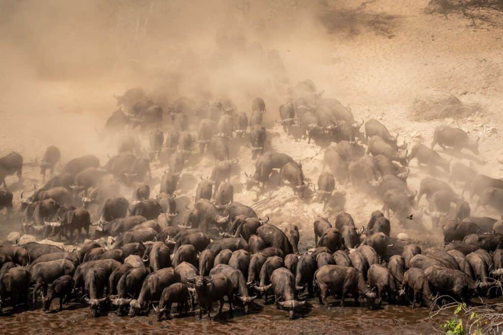 buffalos at chitake